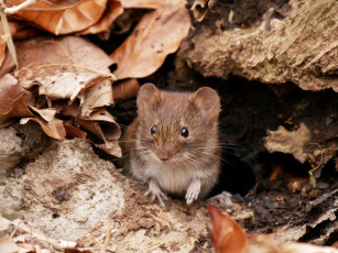 Картинка животные крысы +мыши мышка