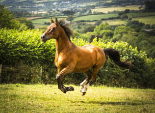 Картинка животные лошади лошадка