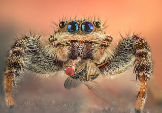 Картинка животные пауки паучек