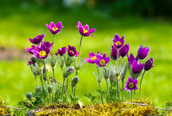 Картинка цветы анемоны +сон-трава весна прострел сон-трава