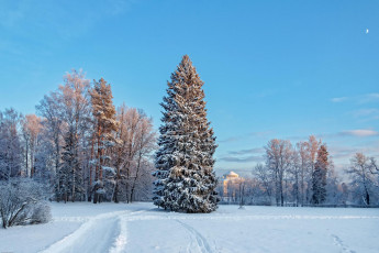 Картинка природа парк русская зима павловский санкт-петербург