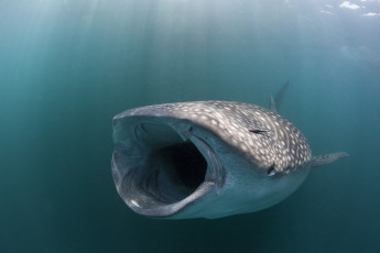 Картинка животные акулы акула китовая рыба море океан подводный мир