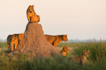 Картинка животные львы термитник африка прайд львята