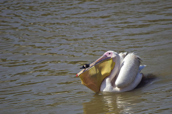 Картинка животные пеликаны зоб утка охота вода птица пеликан
