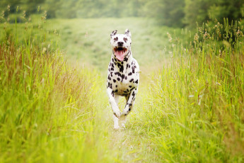 Картинка животные собаки собака породы далматин бежит по зеленой траве