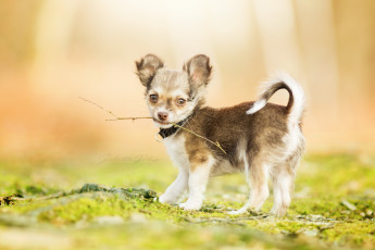 Картинка животные собаки собака ветка щенок