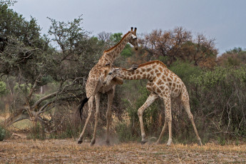 обоя животные, жирафы, шея