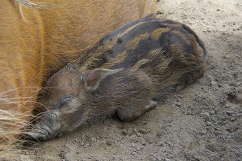 Картинка животные свиньи +кабаны порося