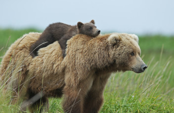 Картинка животные медведи медвежонок млекопитающие хищник медведь
