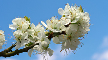 Картинка цветы цветущие+деревья+ +кустарники sakura флора ветка cherry blossoms