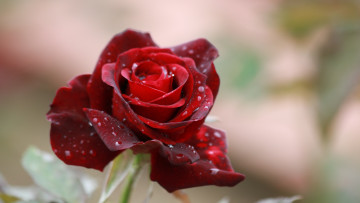Картинка цветы розы бутон бордо капли