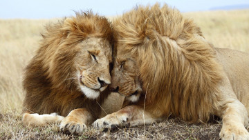обоя животные, львы, хищник, самцы, кошачьи