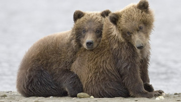 Картинка животные медведи берег песок пара бурые медвежата