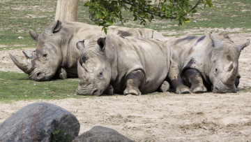 Картинка животные носороги пара