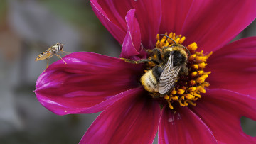 обоя животные, пчелы,  осы,  шмели, цветок, шмель