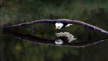 Картинка животные птицы+-+хищники белоголовый орел пролетает над водой