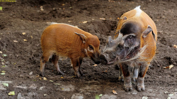 Картинка животные свиньи +кабаны порося
