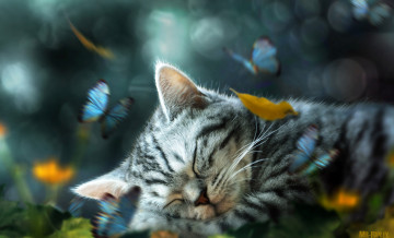 Картинка разное компьютерный+дизайн ретушь котенок листья бабочки спит
