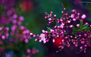 Картинка цветы цветущие+деревья+ +кустарники ветки весна цветение
