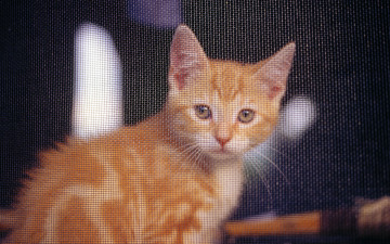 Картинка животные коты решетка рыжий кот