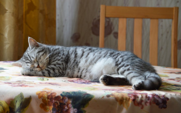 Картинка животные коты стол интерьер кошка