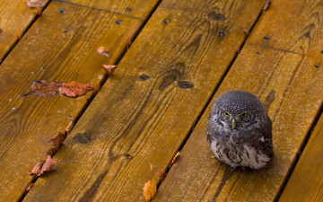 Картинка животные совы сова птица листья пол
