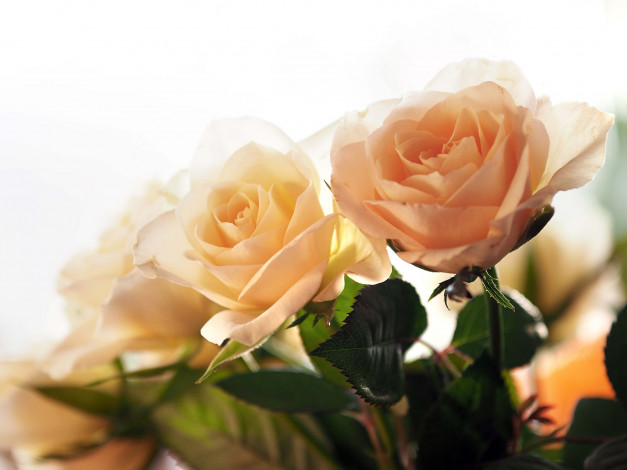 Обои картинки фото цветы, розы, букет, жёлтые, боке