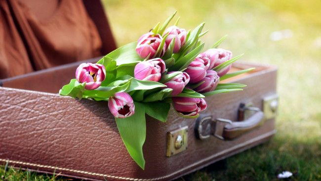Обои картинки фото цветы, тюльпаны, чемодан, бутоны