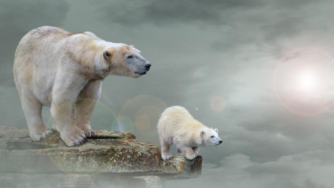 Обои картинки фото разное, компьютерный дизайн, полярный, медведь, арт, r, белый