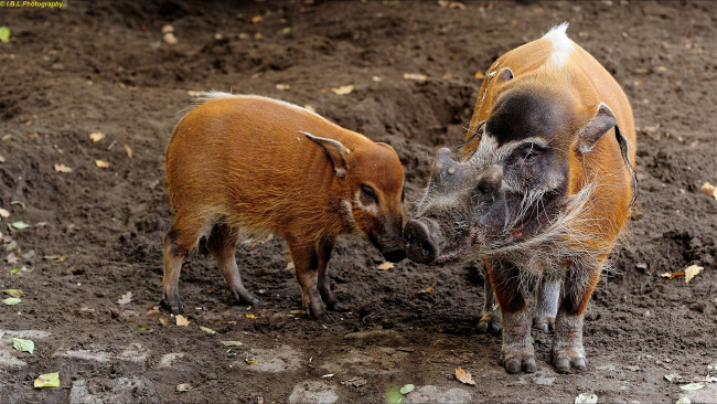 Обои картинки фото животные, свиньи,  кабаны, порося