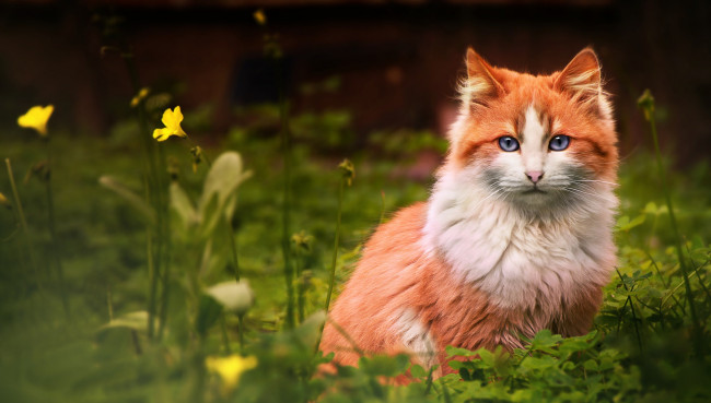 Обои картинки фото животные, коты, рыжий, кот, трава, кошка, цветок, смотрит