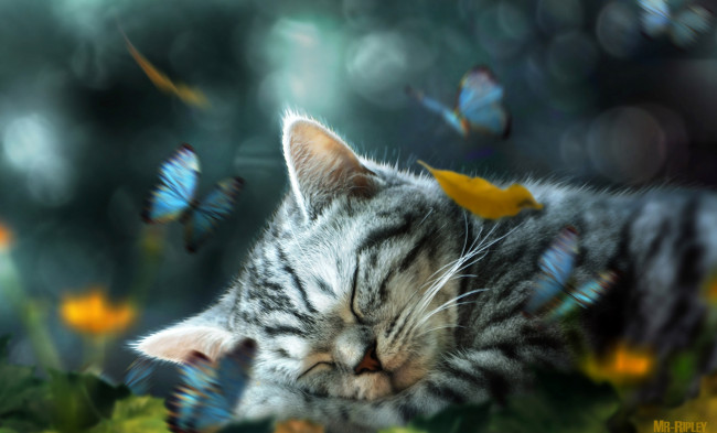 Обои картинки фото разное, компьютерный дизайн, ретушь, котенок, листья, бабочки, спит