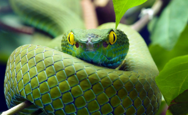 Обои картинки фото животные, змеи,  питоны,  кобры, змея, зеленая, взгляд