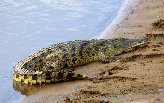 Обои картинки фото животные, крокодилы, вода, хищник, крокодил, берег, кайман, река