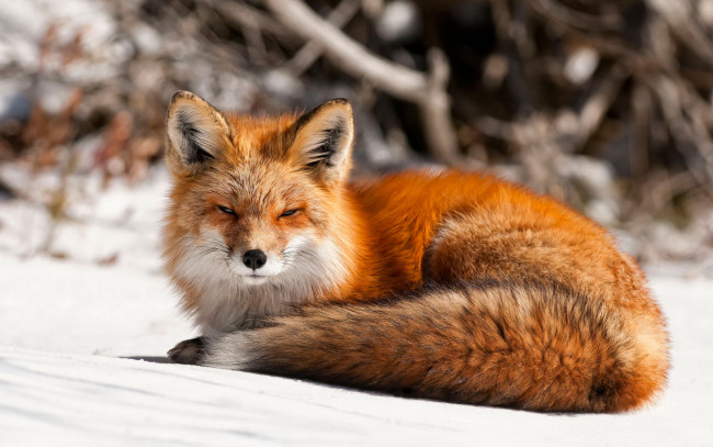 Обои картинки фото животные, лисы, лиса, снег, рыжая, хищник