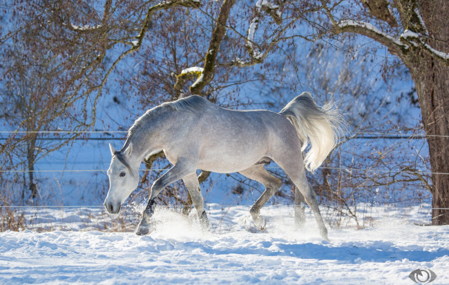 Обои картинки фото автор,  oliverseitz, животные, лошади, конь, серый, рысь, бег, движение, грация, сила, игривый, зима, снег, загон
