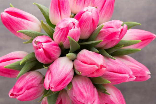 Обои картинки фото цветы, тюльпаны, розовый, бутоны
