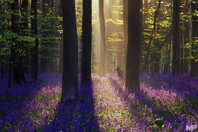 Обои картинки фото природа, лес, цветы