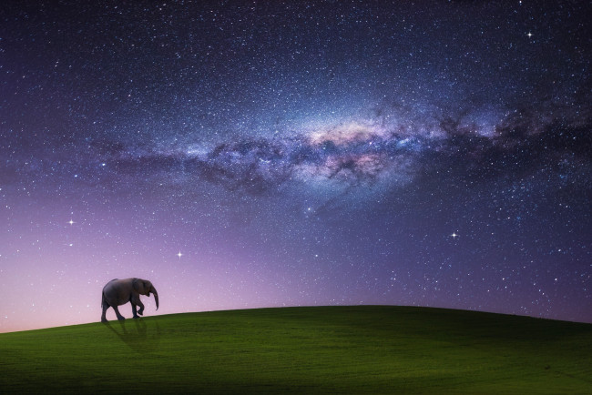 Обои картинки фото разное, компьютерный дизайн, небо, звезды, сон, ночь, поле, млечный, путь, шагающий, слон