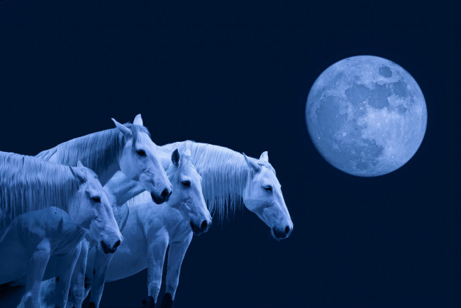 Обои картинки фото разное, компьютерный дизайн, ночь, луна, табун, лошади