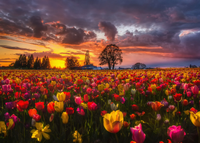 Обои картинки фото цветы, тюльпаны, вечер, поле, природа, весна, закат