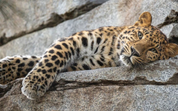 Картинка животные леопарды взгляд морда камни лапы леопард дикая кошка
