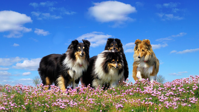 Обои картинки фото животные, собаки, луг, цветы