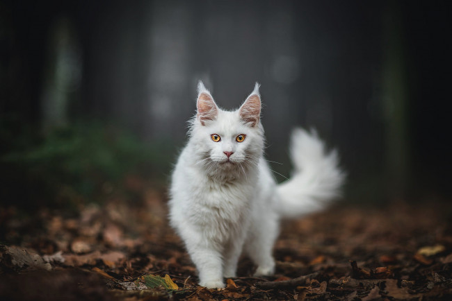 Обои картинки фото животные, коты, осень, лес, кошка, белый, кот, взгляд, листья, природа, поза, темный, фон, хвост, прогулка, стоит, мордашка, кисточки, боке