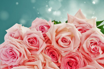 обоя цветы, розы, розовые