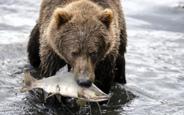 Картинка животные медведи медведь бурый река рыба горбуша