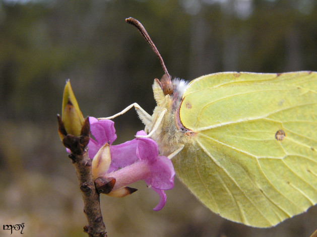 Обои картинки фото gonepteryx, rhamni, животные, бабочки