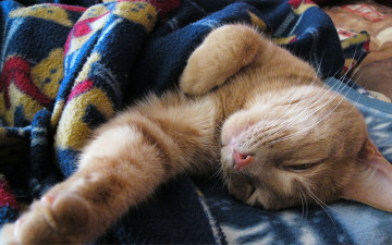 Картинка сладкий сон животные коты