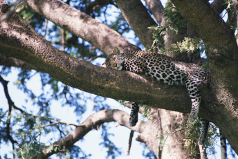 Картинка животные леопарды леопард дерево отдых