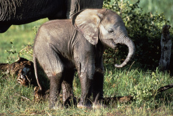 Картинка животные слоны слонёнок